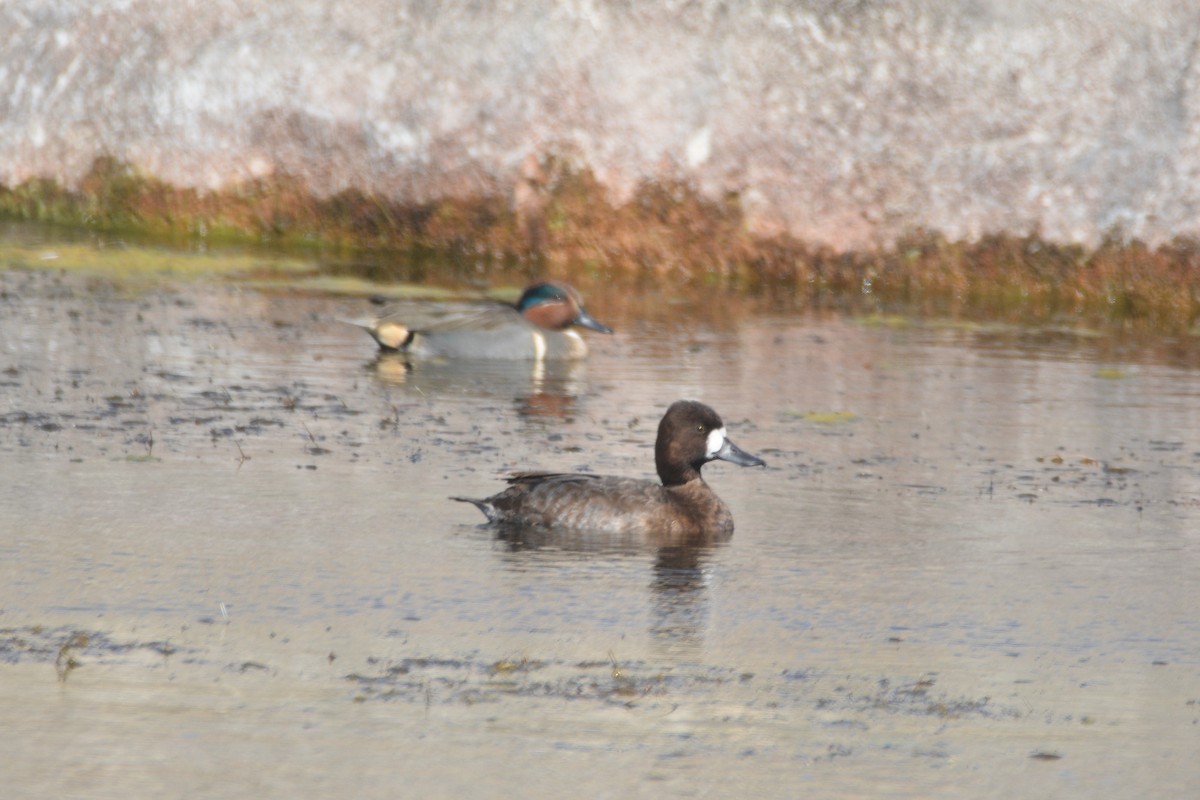 Lesser Scaup - ML629773910