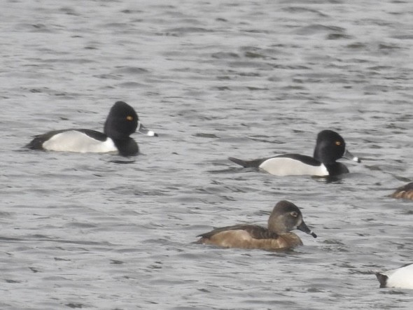 Ring-necked Duck - ML629773968