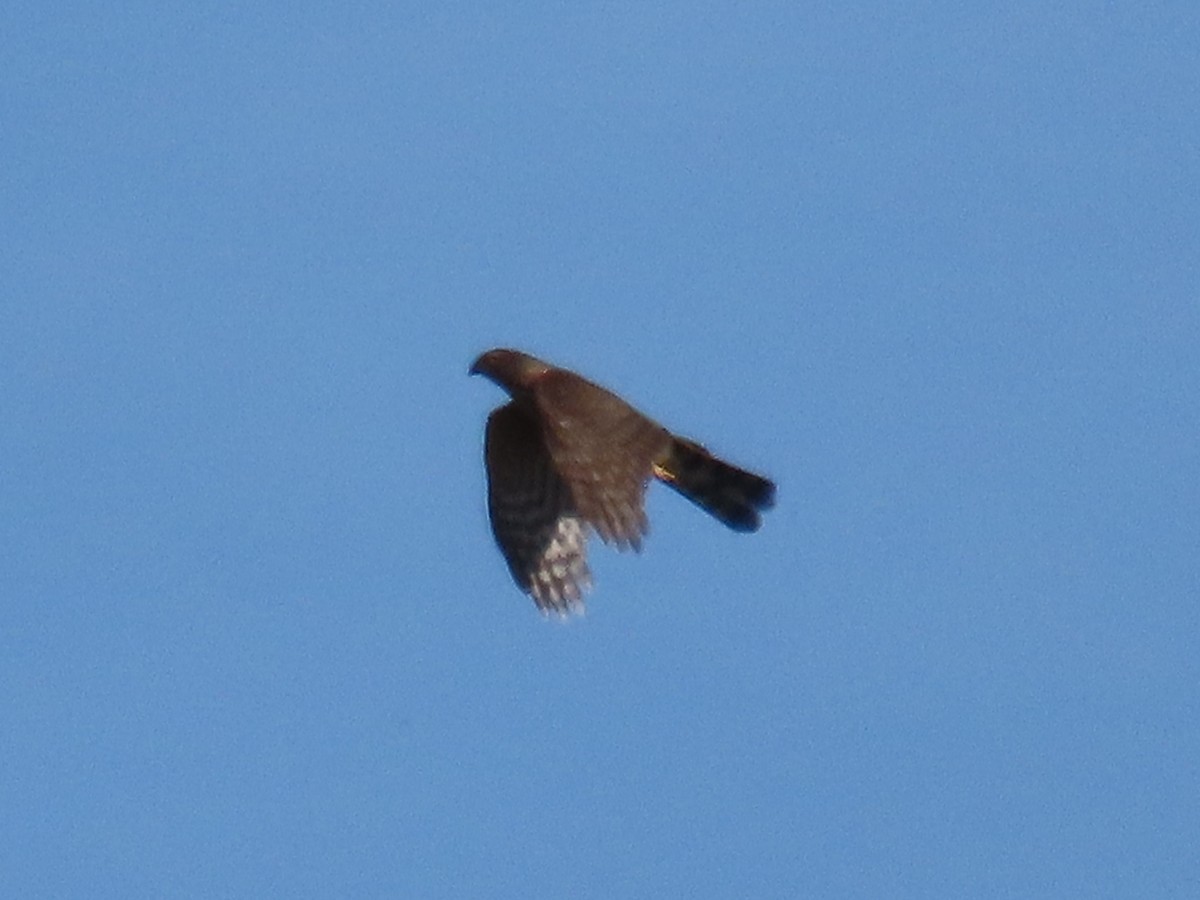 Sharp-shinned Hawk - ML629774109