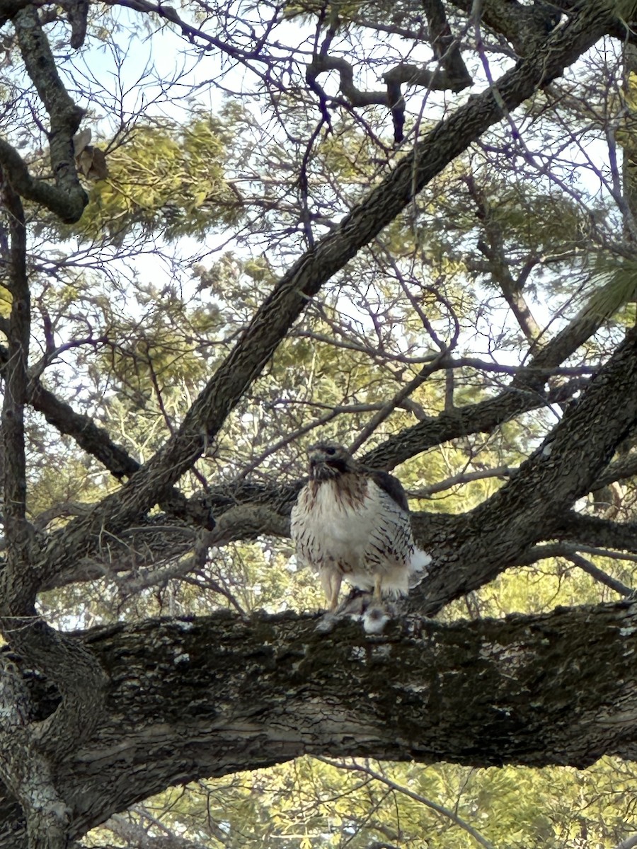 Red-tailed Hawk (borealis) - ML629774171