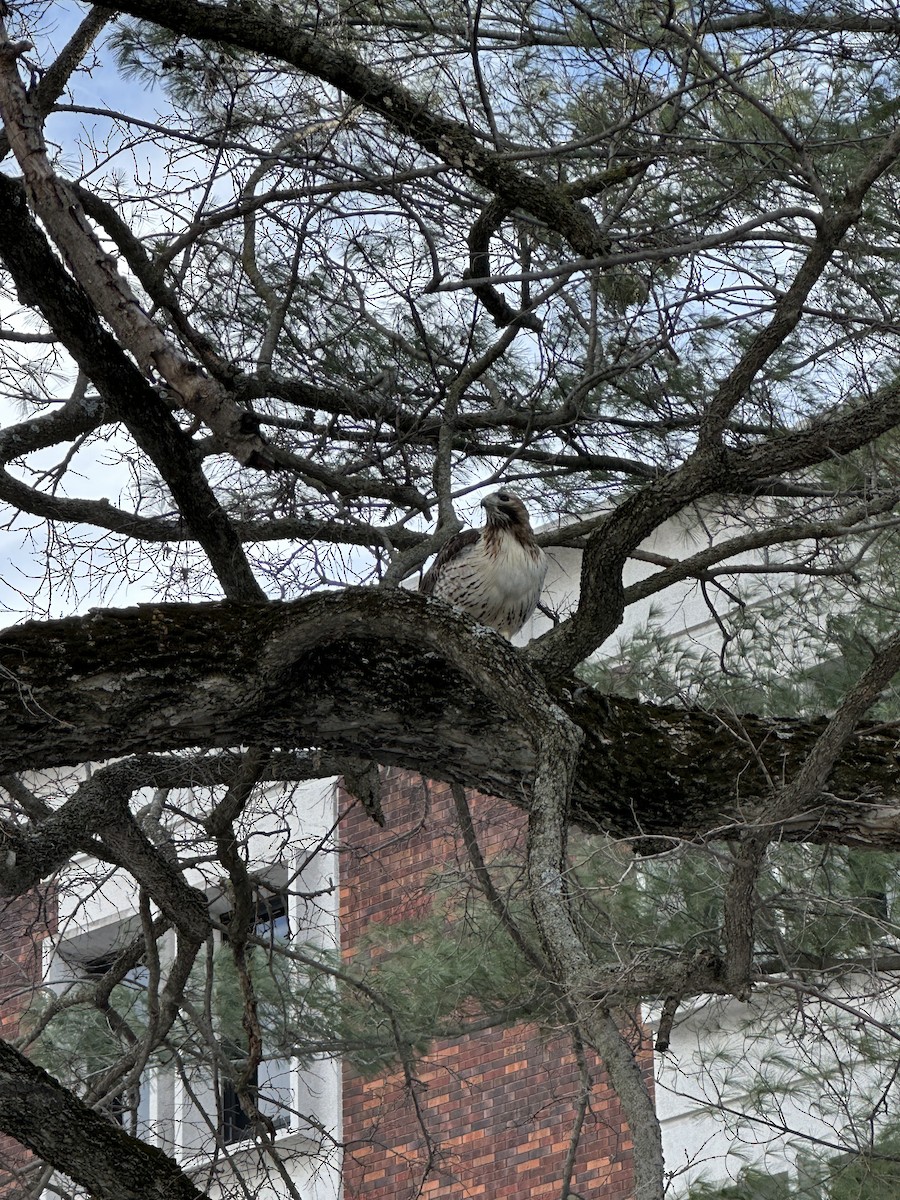 Red-tailed Hawk (borealis) - ML629774173