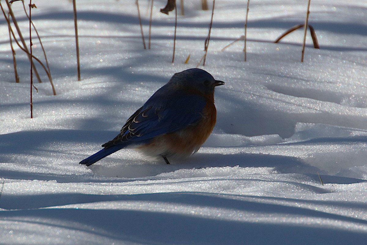 Eastern Bluebird - ML629774189