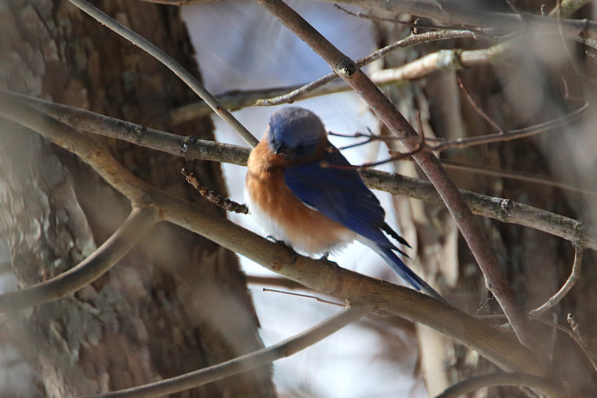 Eastern Bluebird - ML629774268