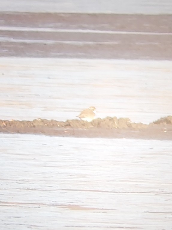 Semipalmated Plover - ML629774322