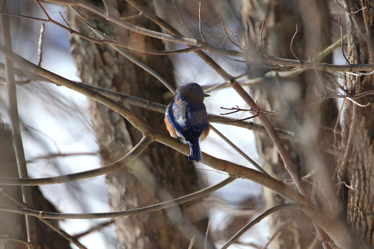 Eastern Bluebird - ML629774362