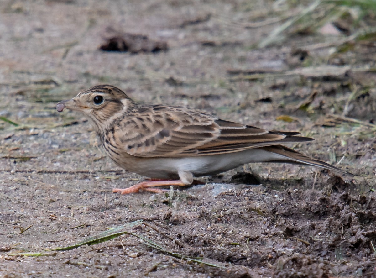 Eurasian Skylark - ML629774367