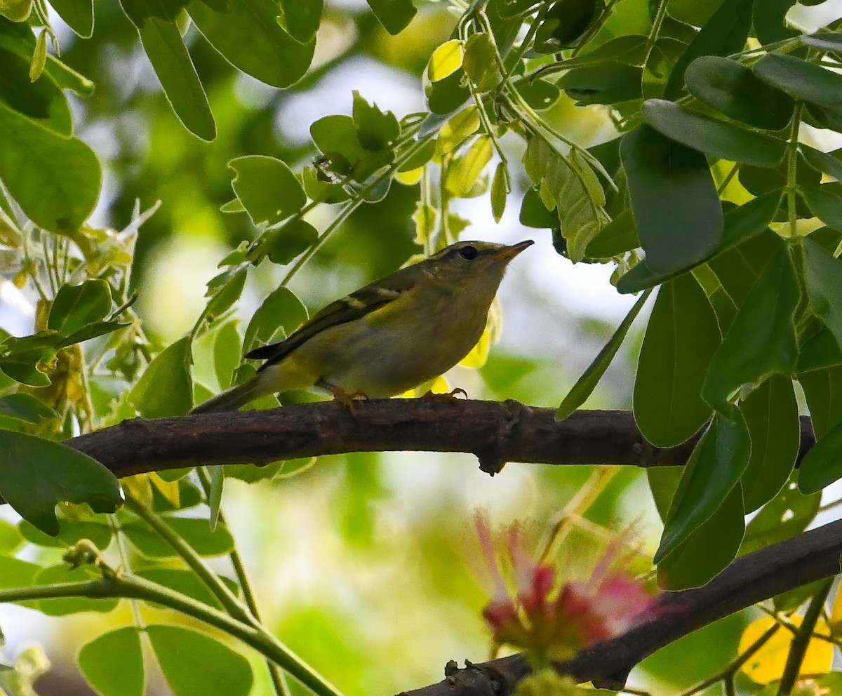 Yellow-browed Warbler - ML629774923