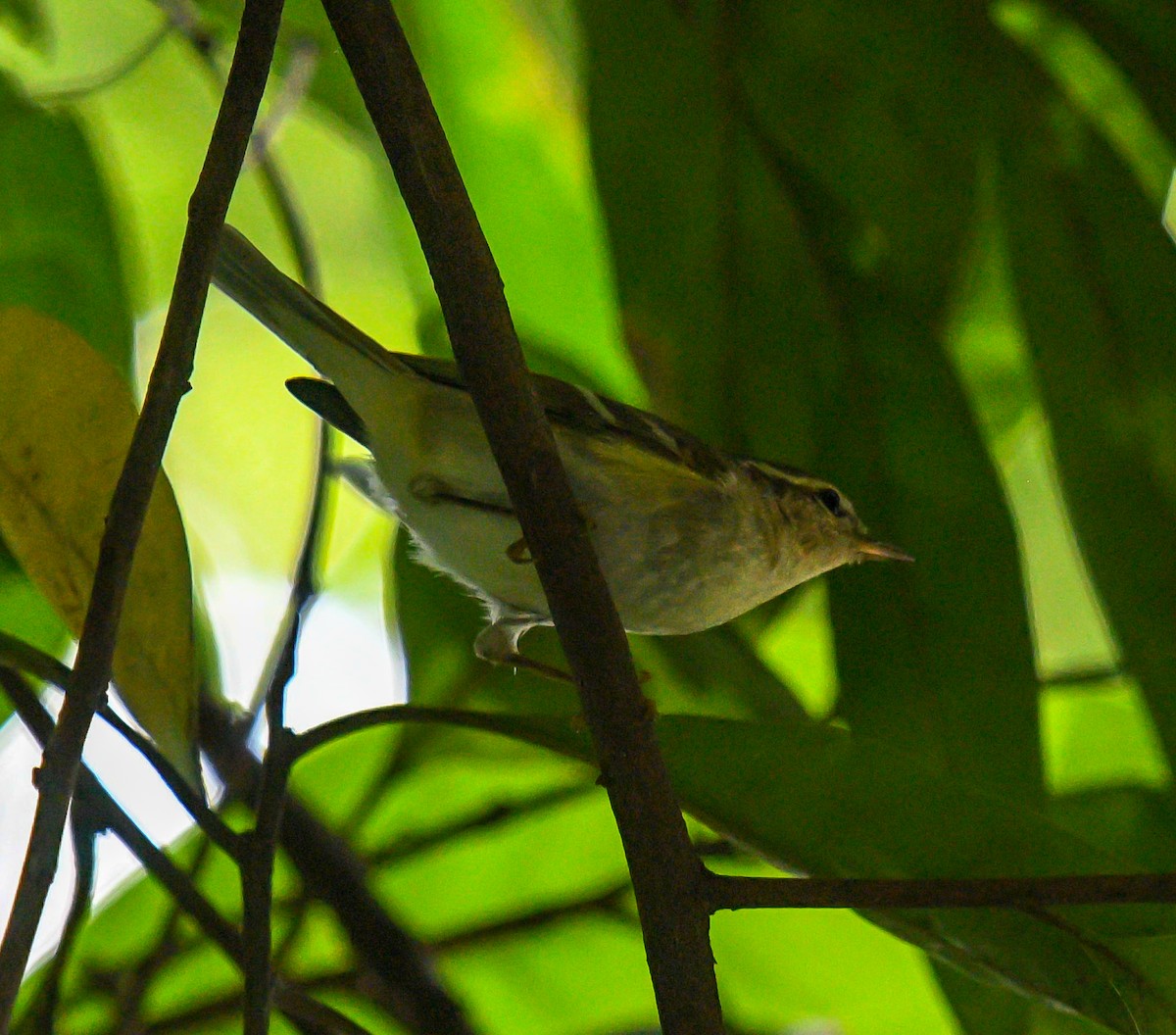 Yellow-browed Warbler - ML629774957