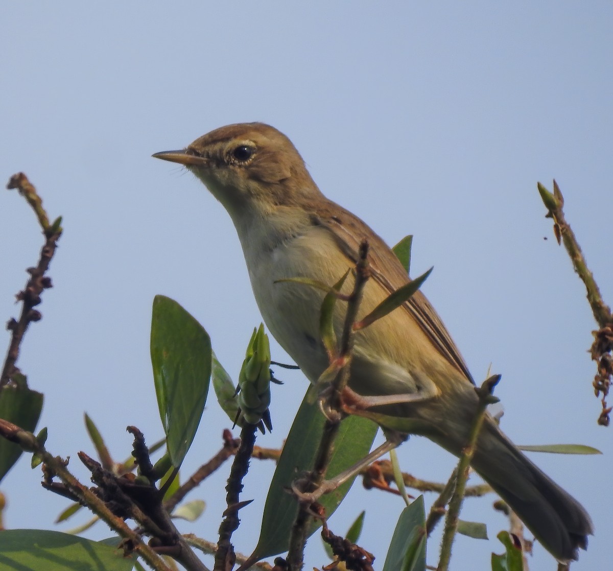 Booted Warbler - ML629775105