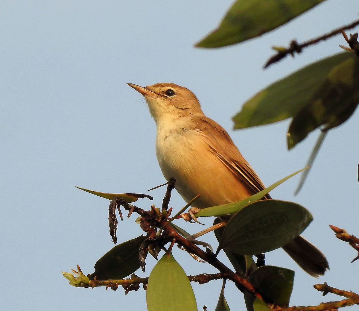 Booted Warbler - ML629775114