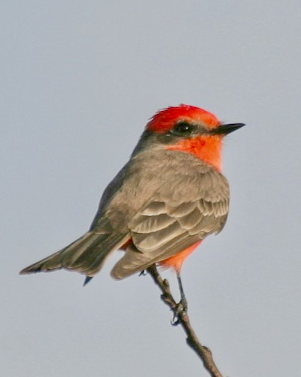 Vermilion Flycatcher - ML629775174