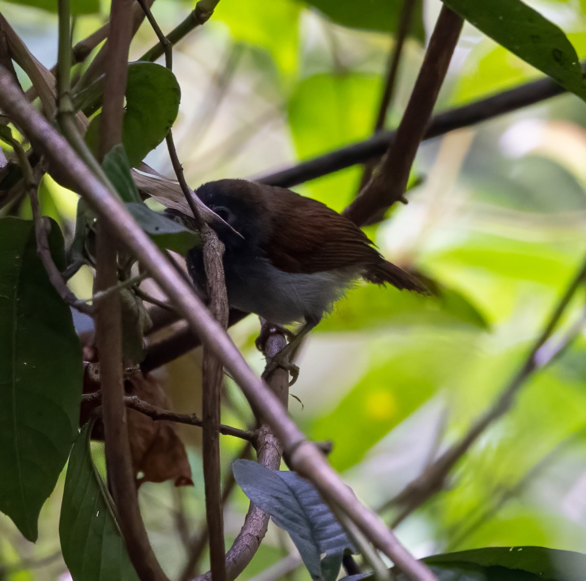 Chestnut-winged Babbler - ML629775190