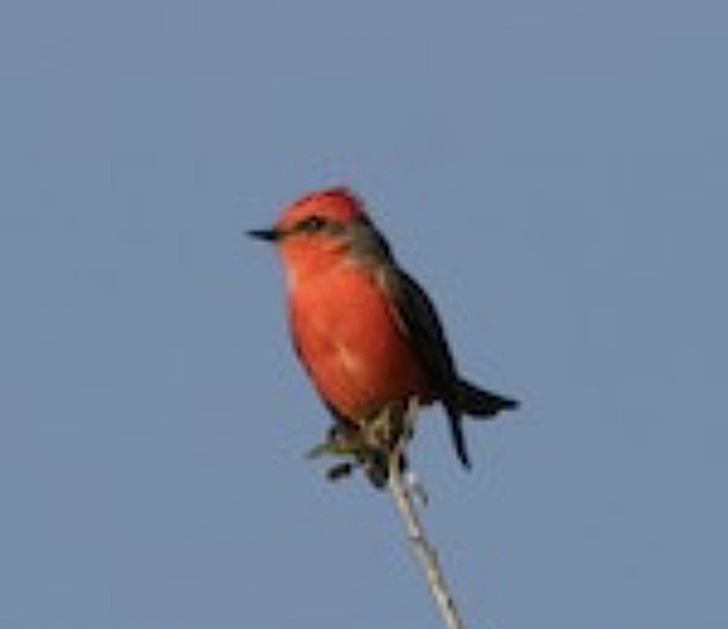 Vermilion Flycatcher - ML629775221