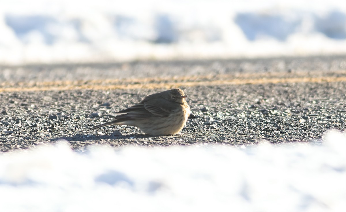 American Pipit - ML629775227