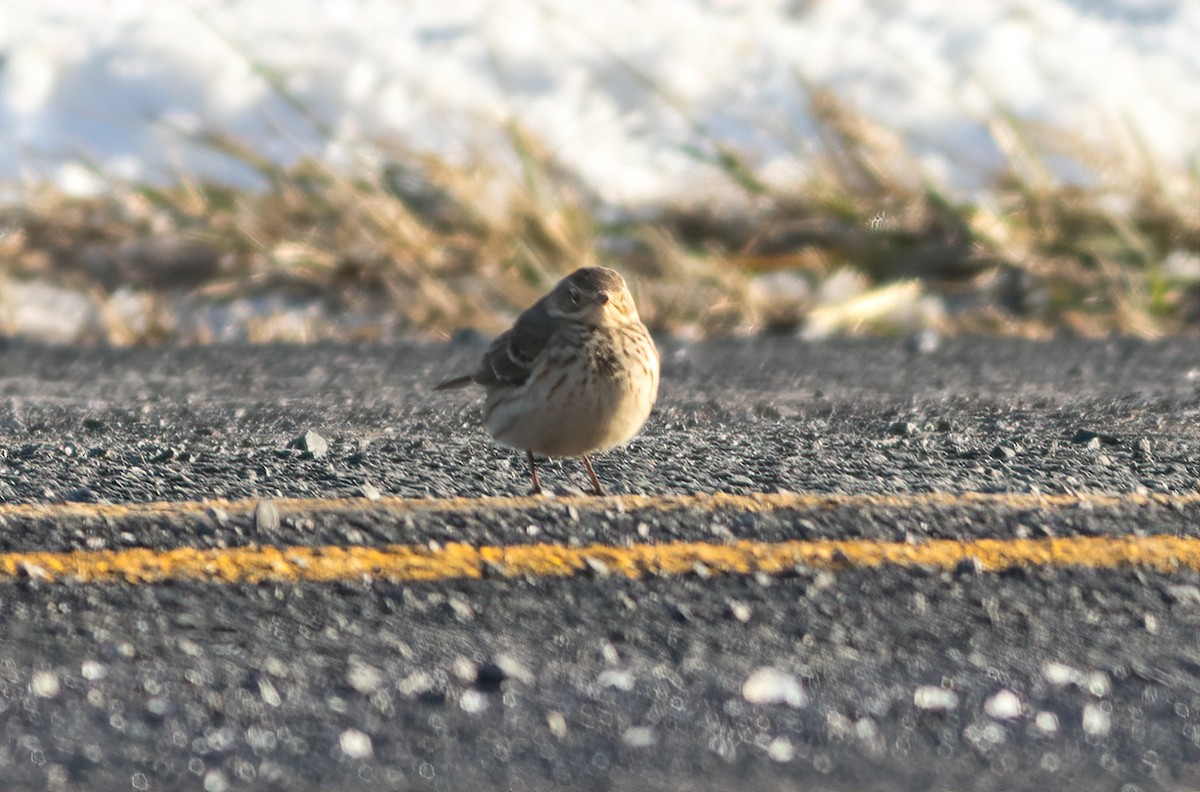 American Pipit - ML629775250