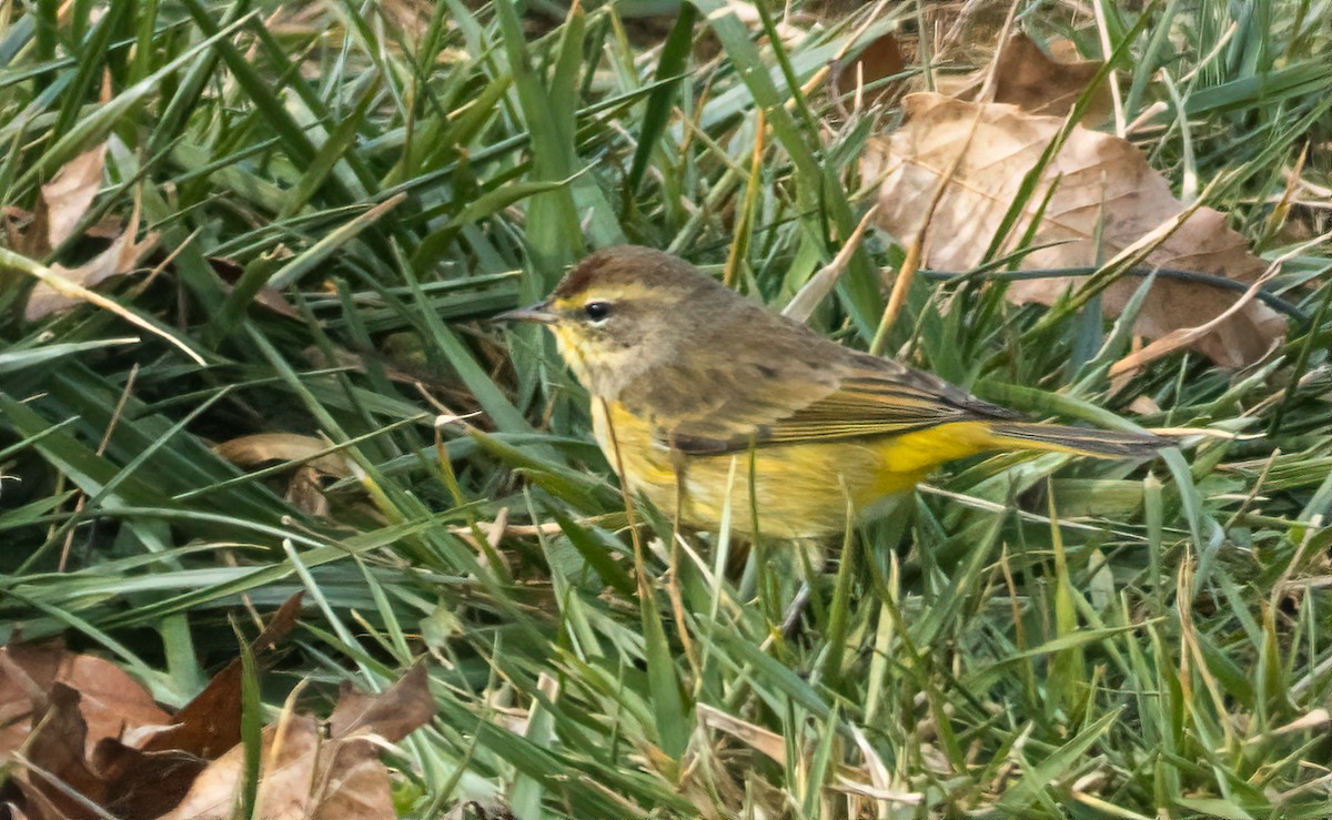Palm Warbler (Western) - ML629775344
