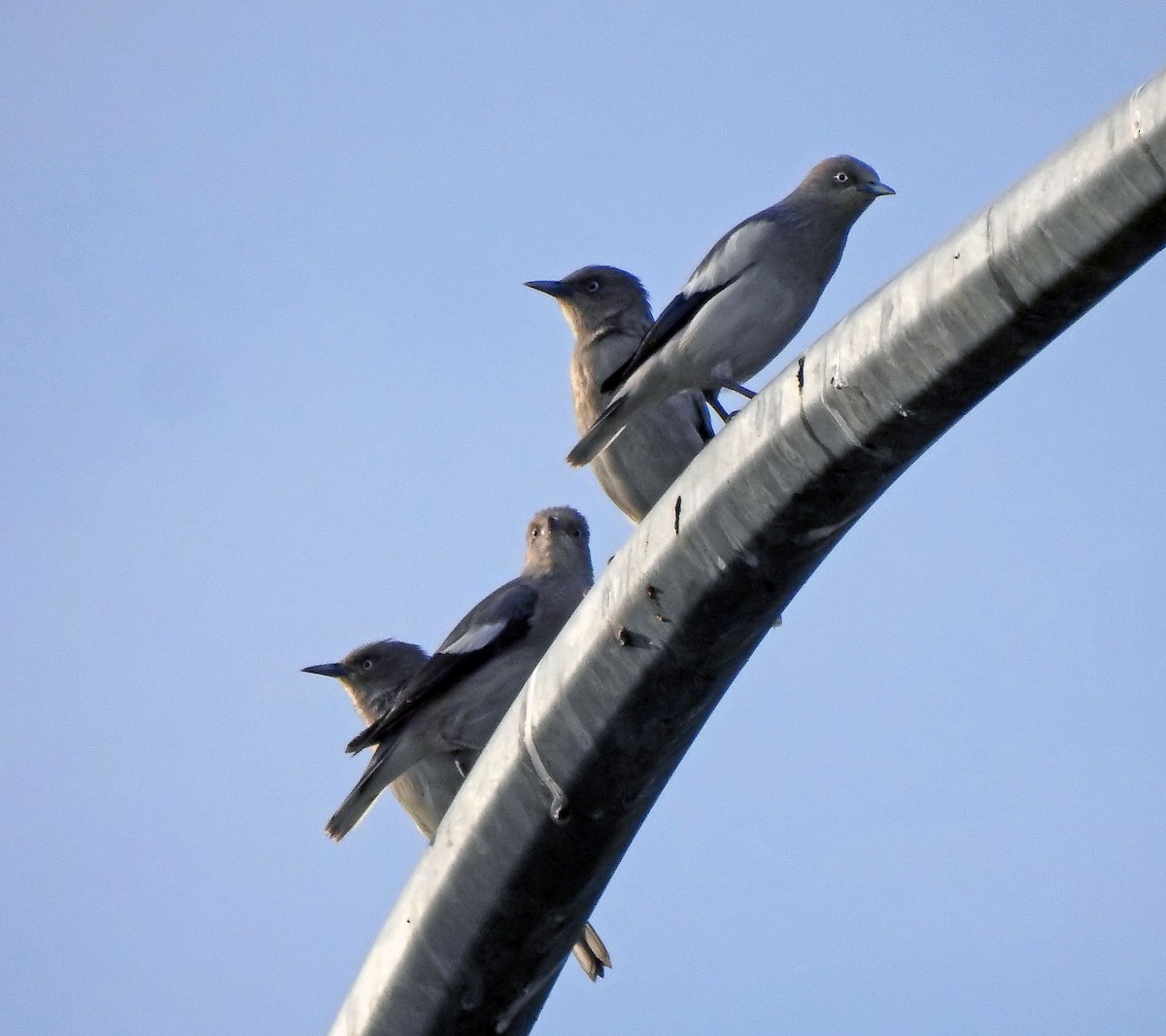 灰背椋鳥 - ML629775346