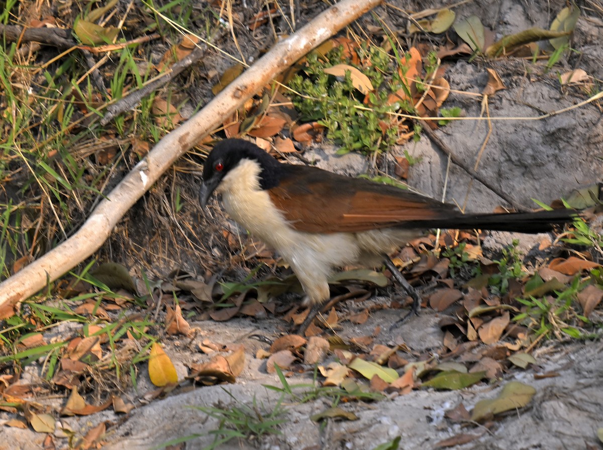 Coppery-tailed Coucal - ML629775759