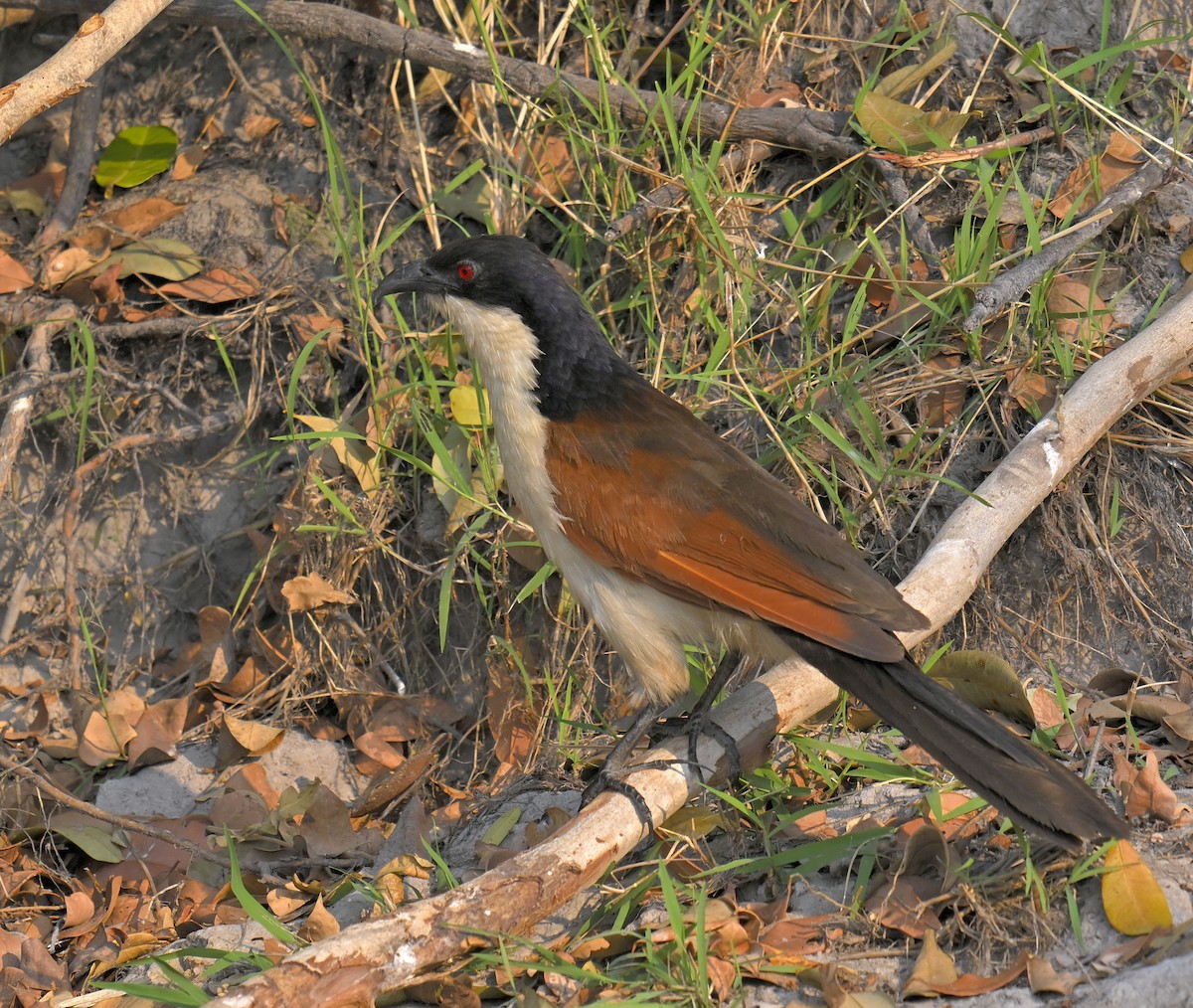 Coppery-tailed Coucal - ML629775760