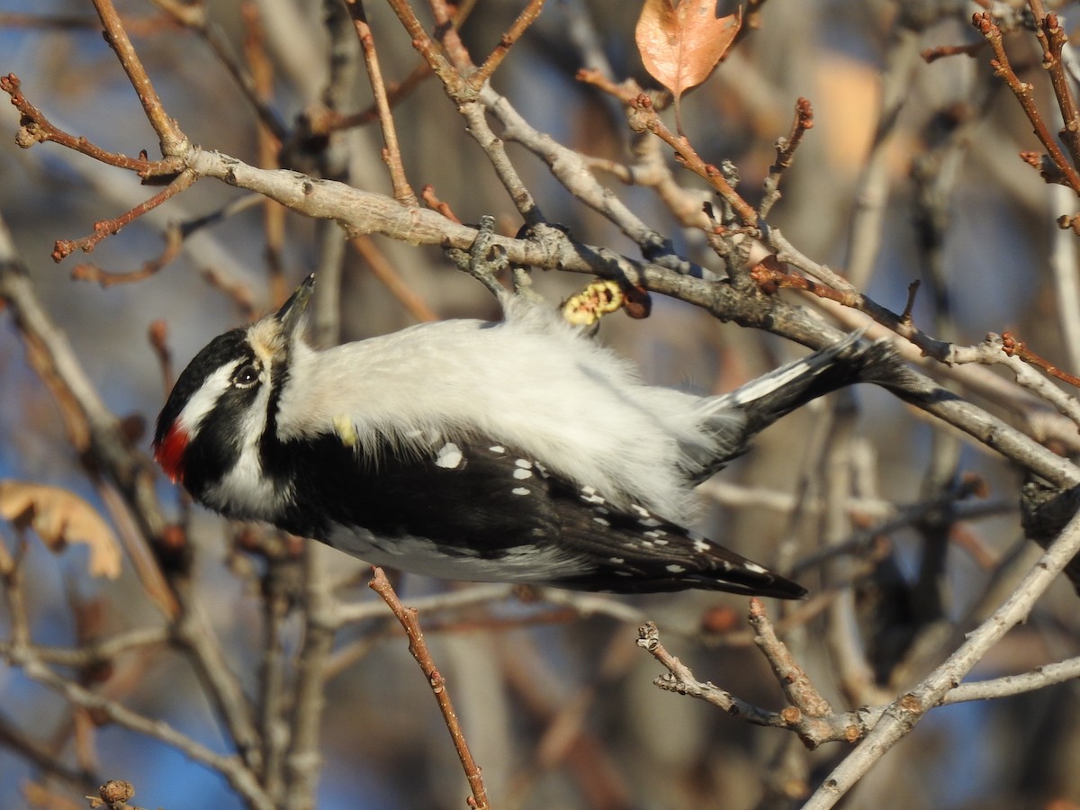 Downy Woodpecker - ML629775792