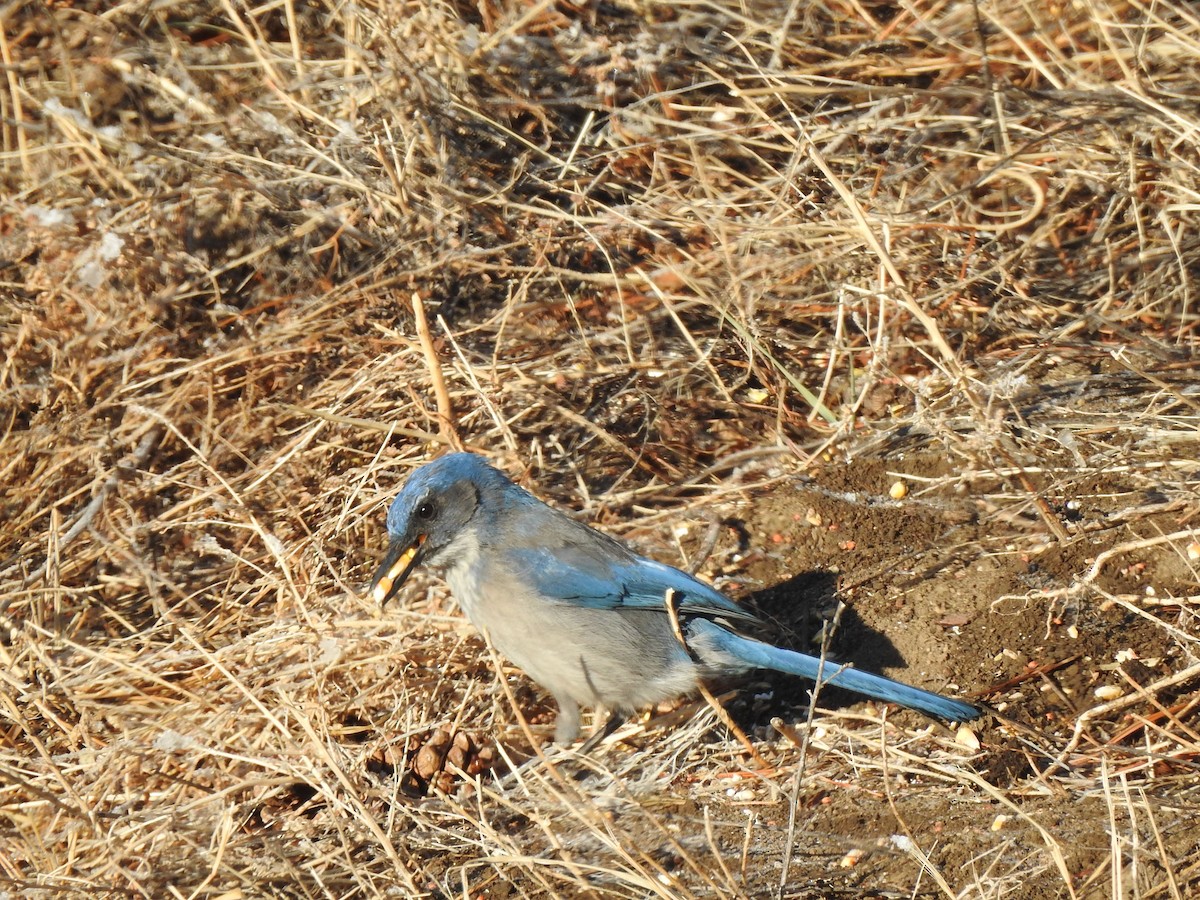 Woodhouse's Scrub-Jay - ML629775798