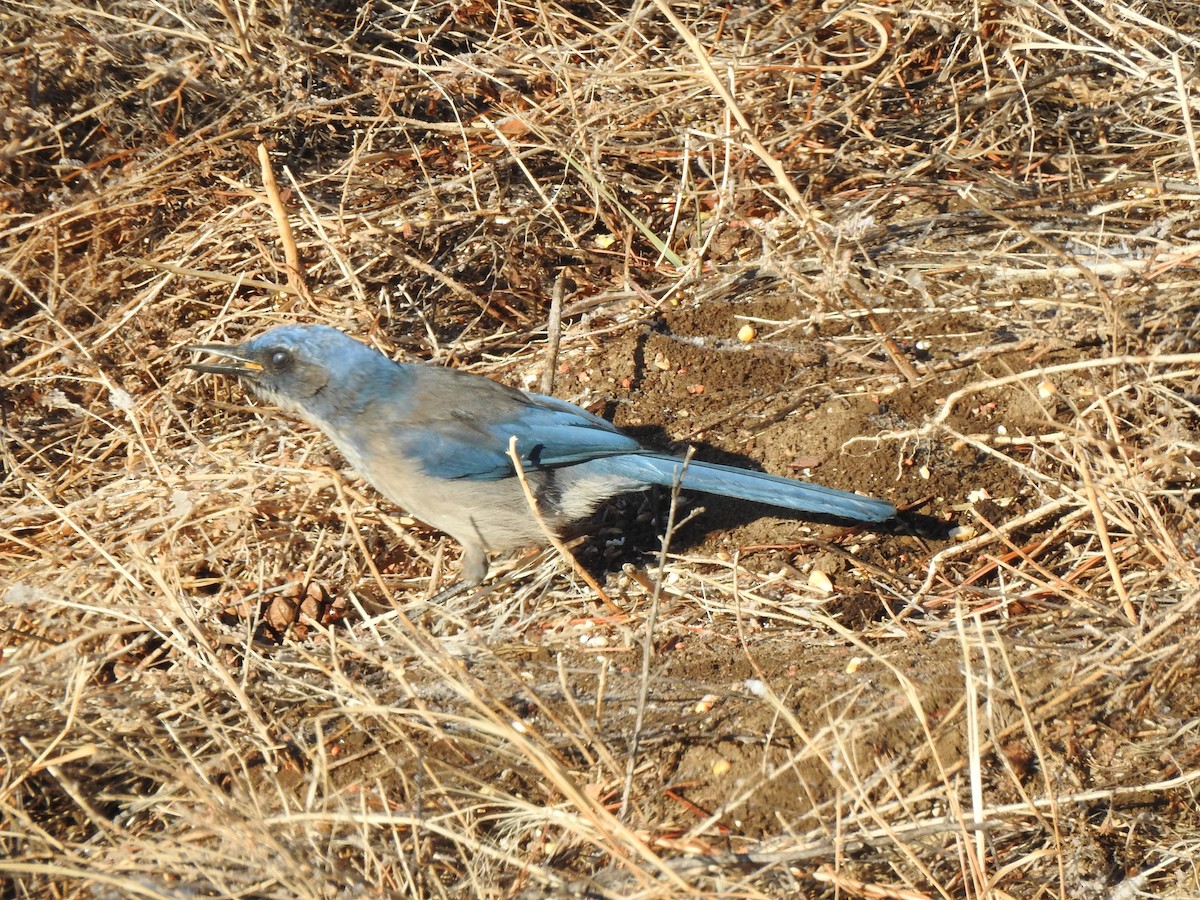Woodhouse's Scrub-Jay - ML629775805