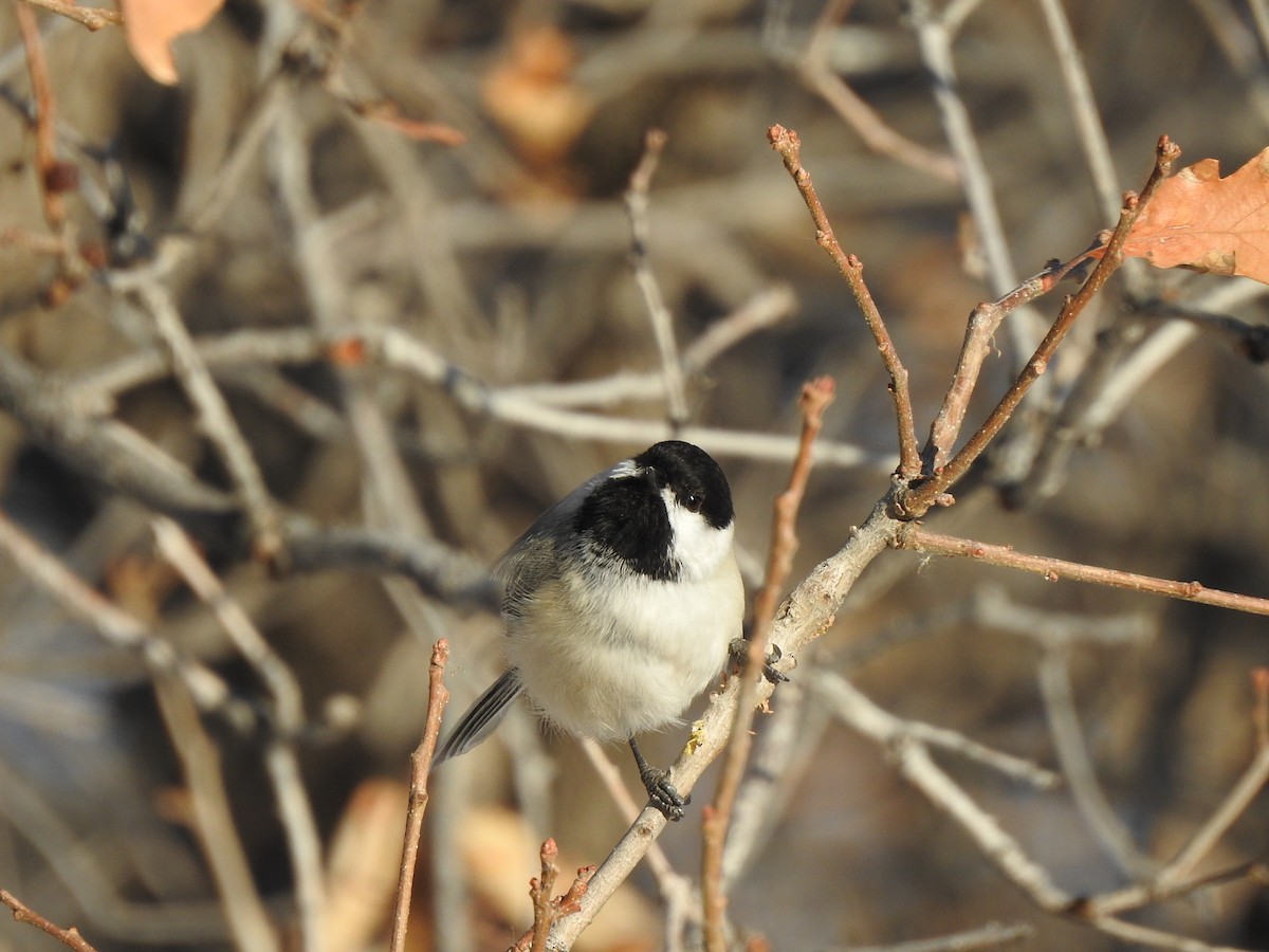 Black-capped Chickadee - ML629775812