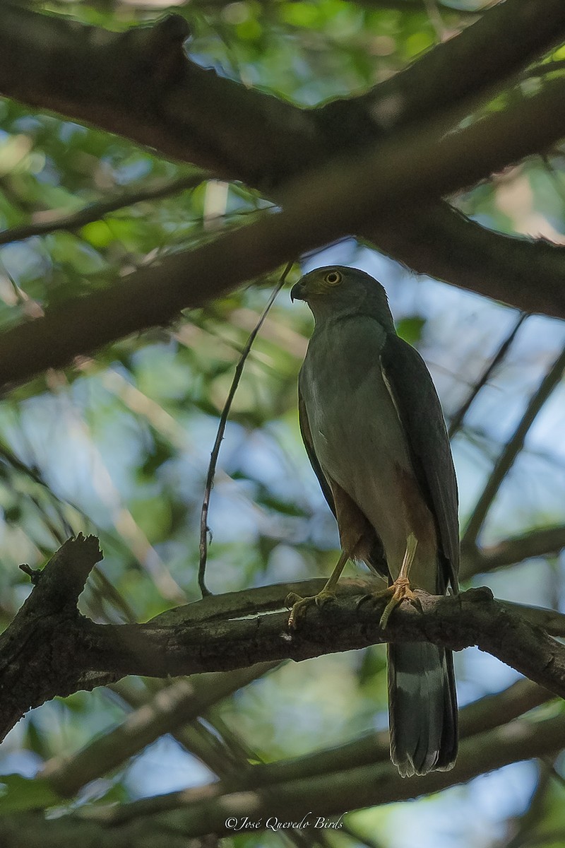 Bicolored Hawk (Bicolored) - ML629776182