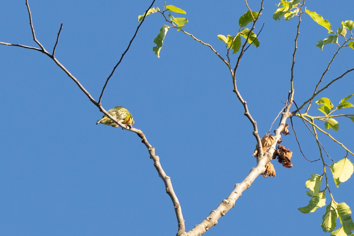 Coppersmith Barbet - ML629776477