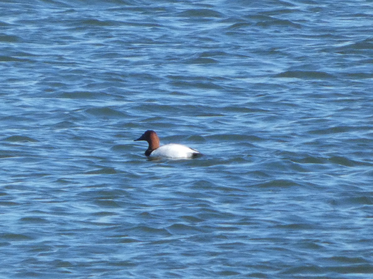 Canvasback - ML629776549