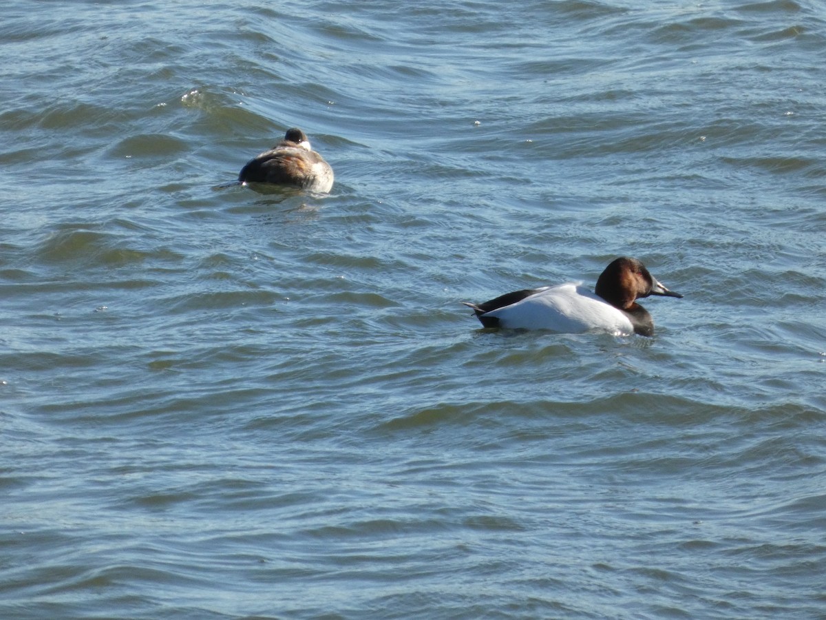 Canvasback - ML629776550