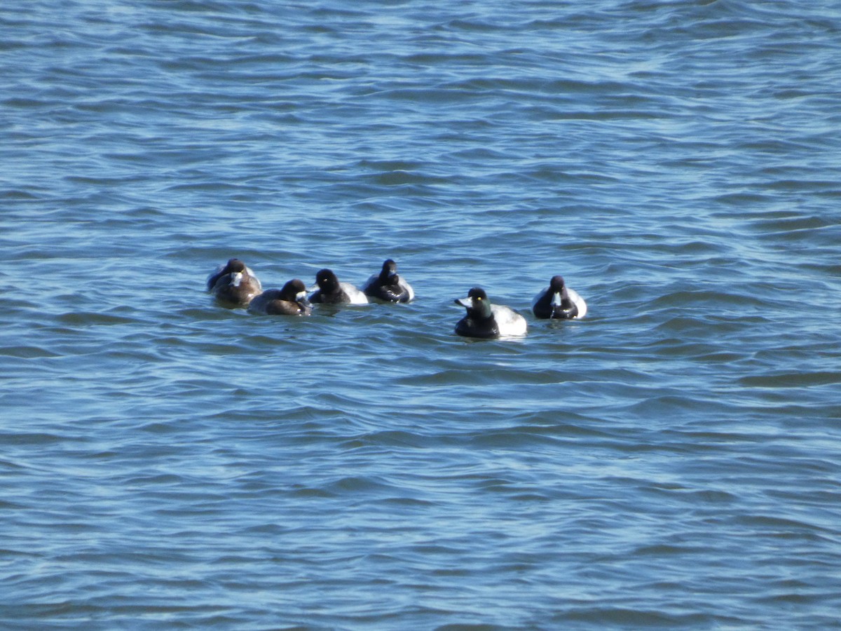 Lesser Scaup - ML629776574
