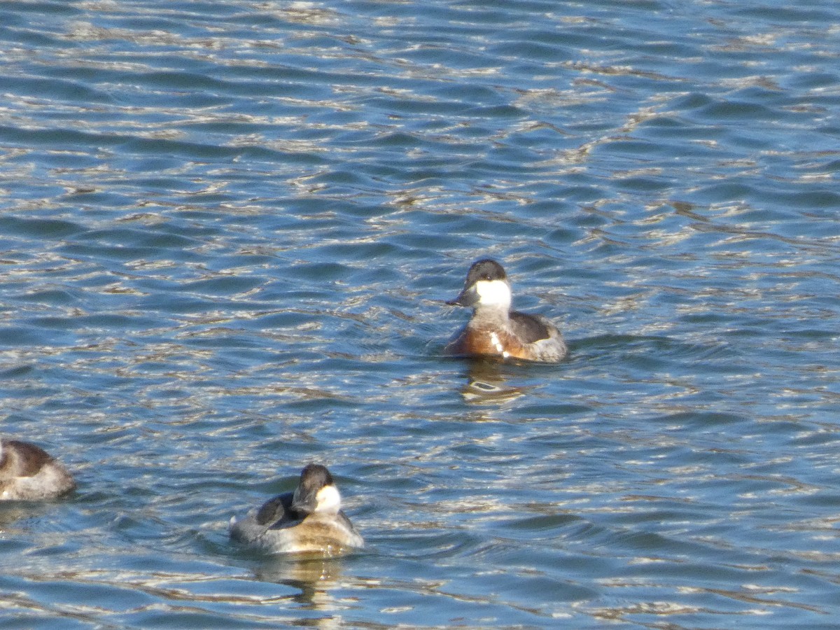 Ruddy Duck - ML629776602