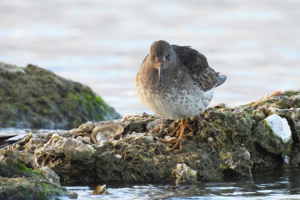 Purple Sandpiper - ML629776643