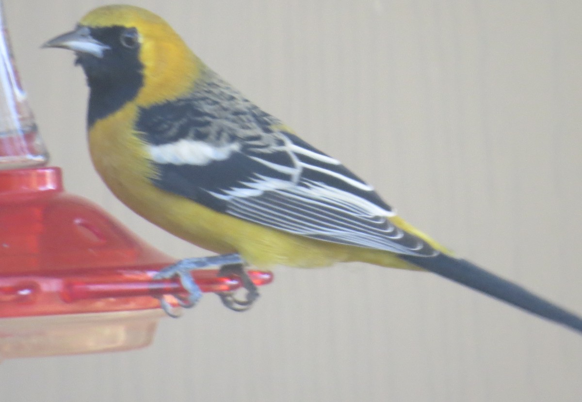 Hooded Oriole - ML629776673