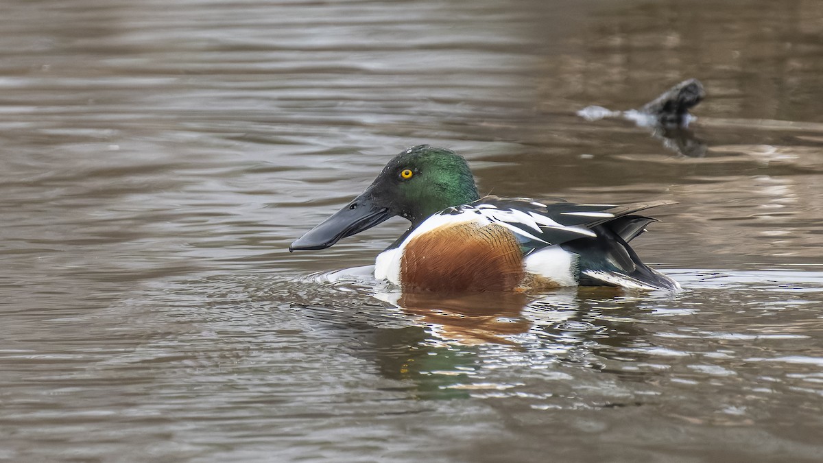 Northern Shoveler - ML629776770