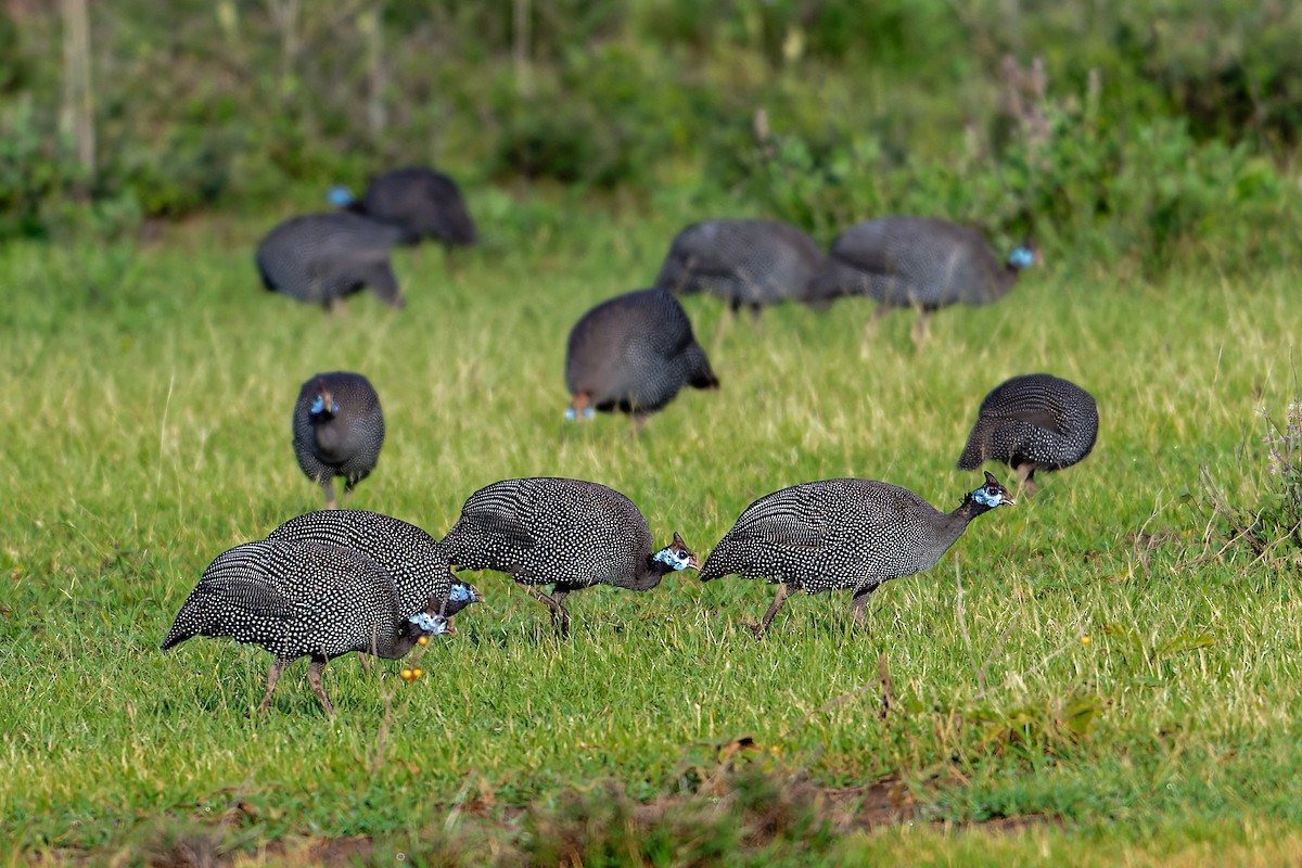 Helmeted Guineafowl - ML629776871