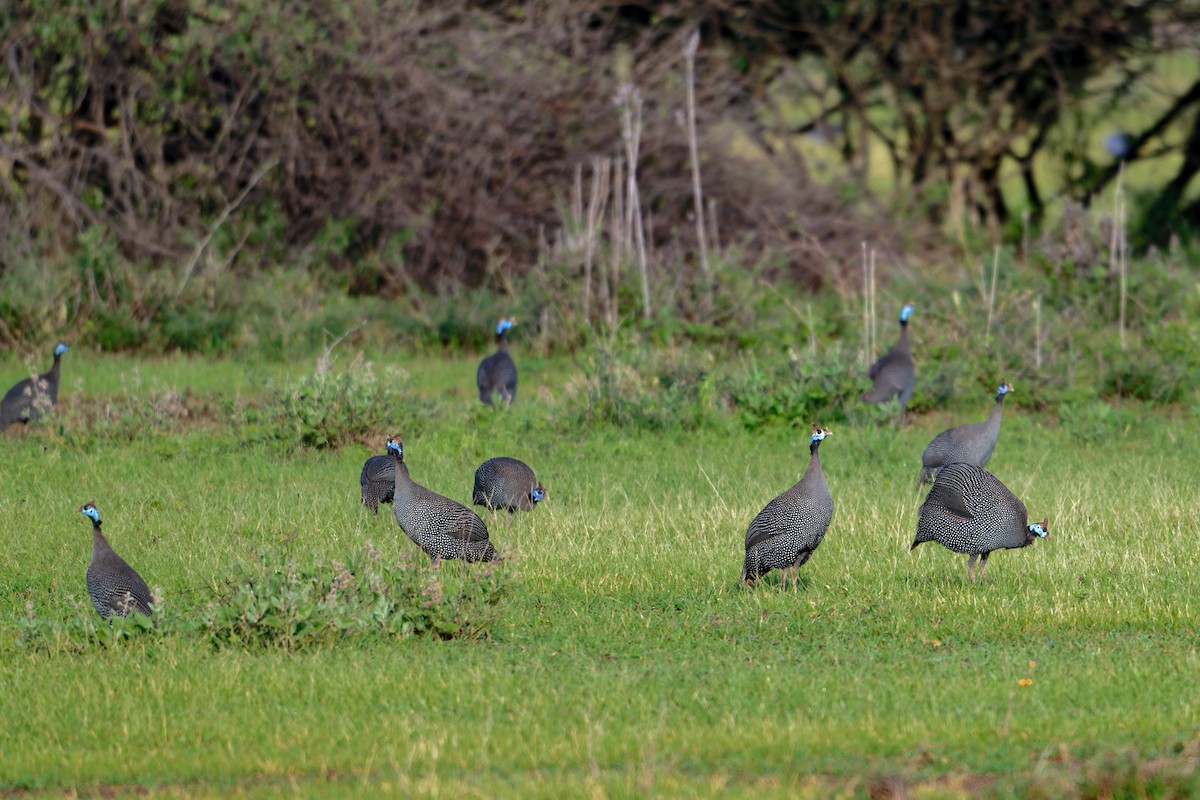 Helmeted Guineafowl - ML629776876