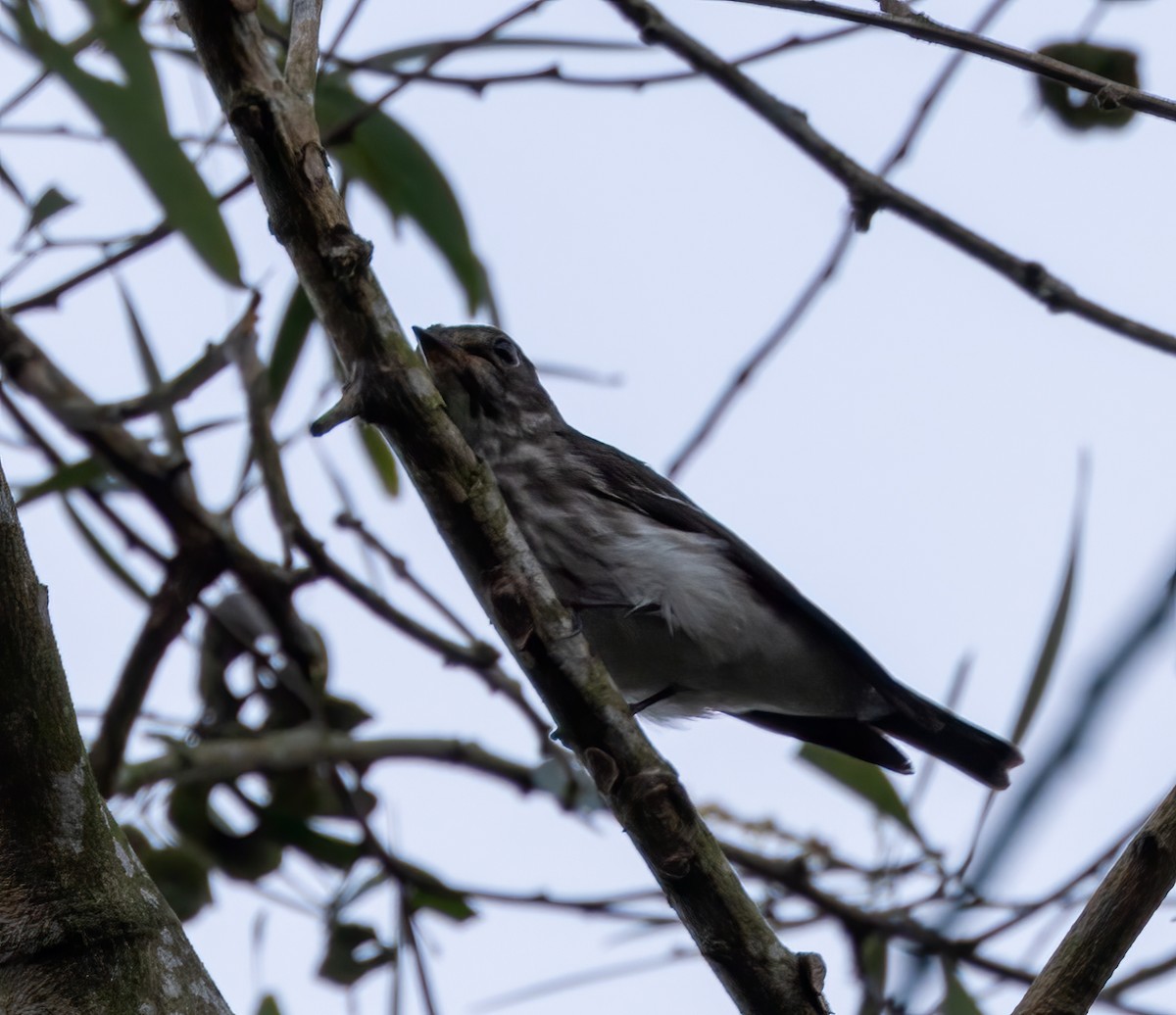 Gray-streaked Flycatcher - ML629777171