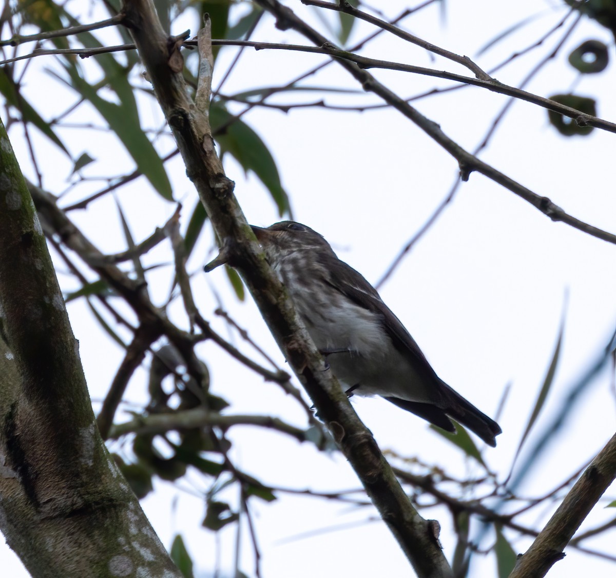 Gray-streaked Flycatcher - ML629777175