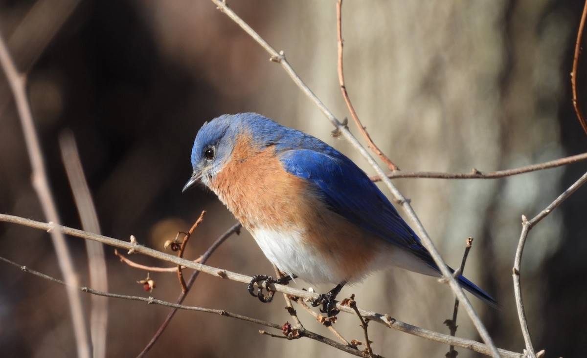 Eastern Bluebird - ML629777177