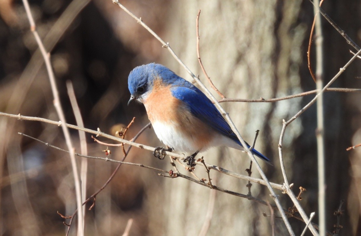 Eastern Bluebird - ML629777178