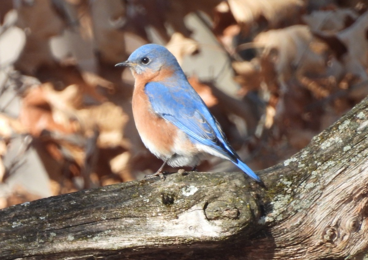 Eastern Bluebird - ML629777179