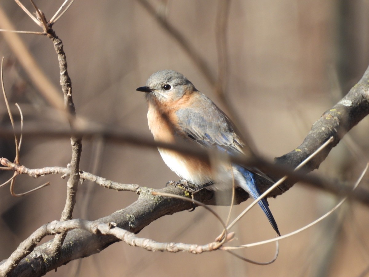 Eastern Bluebird - ML629777180