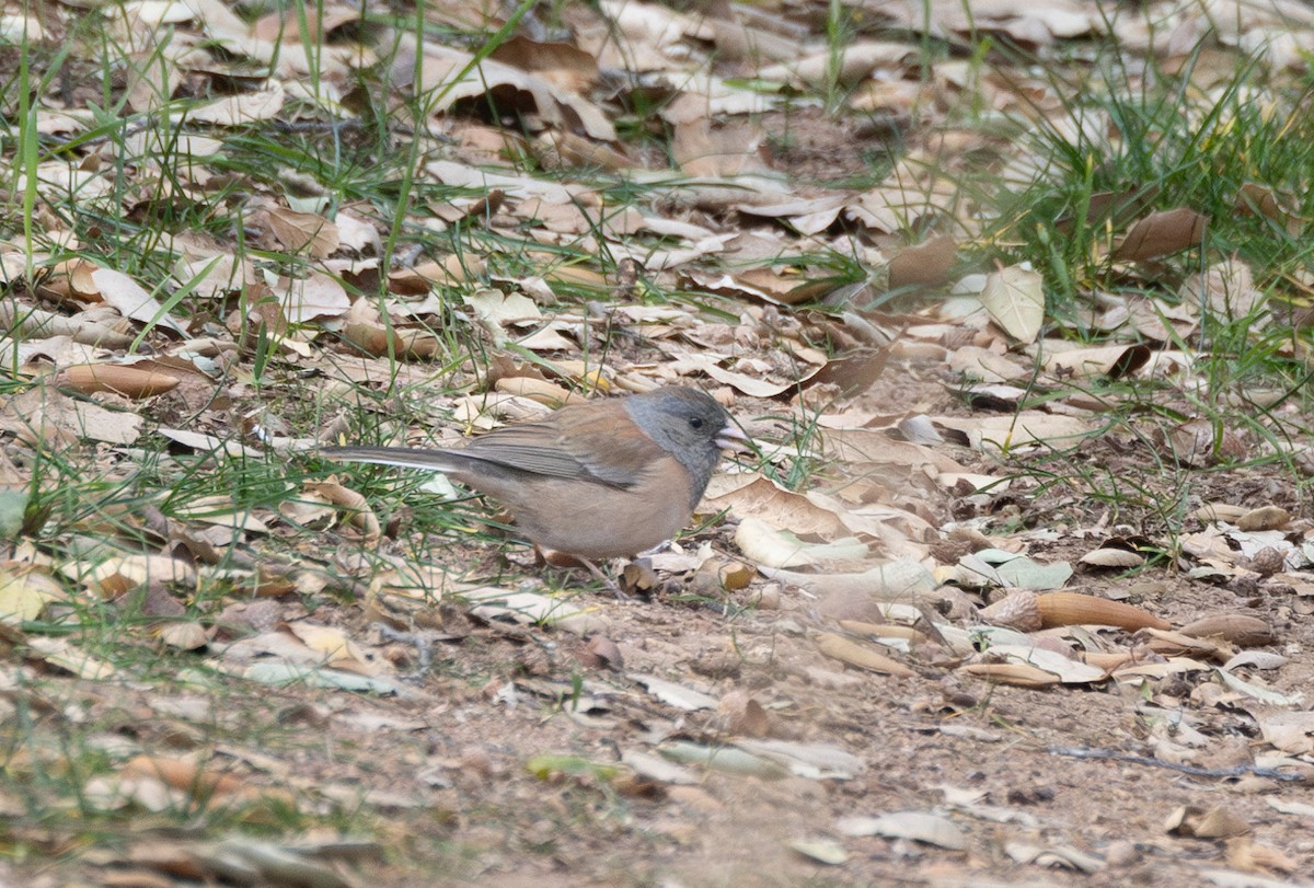 Dark-eyed Junco - ML629777273