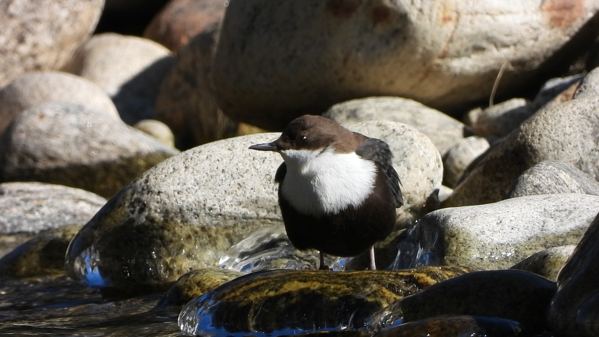 White-throated Dipper - ML629777397