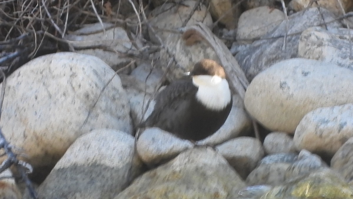 White-throated Dipper - ML629777399