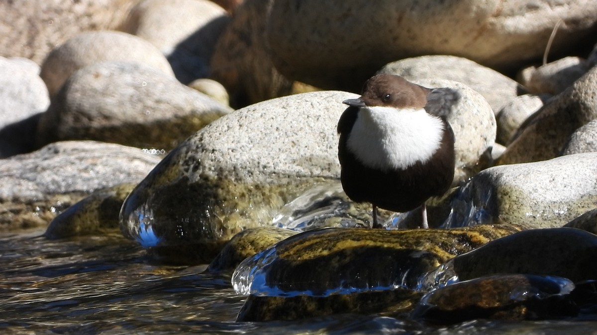 White-throated Dipper - ML629777401