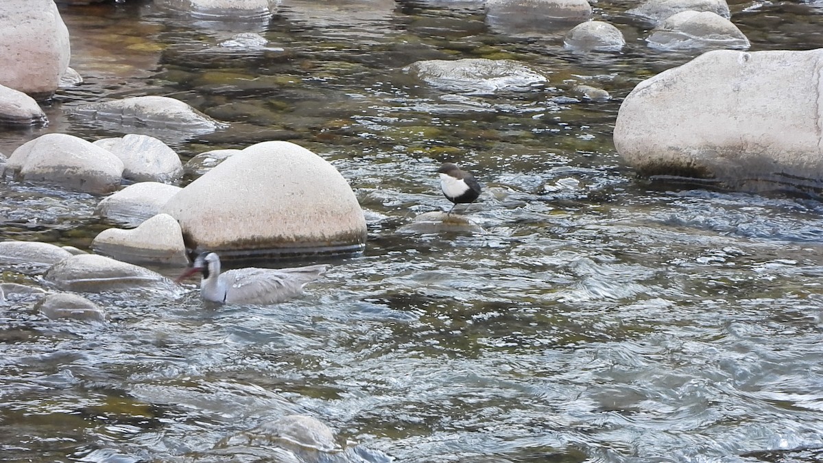 White-throated Dipper - ML629777408