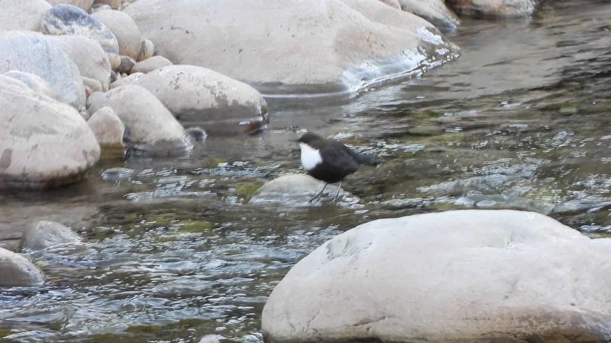 White-throated Dipper - ML629777409